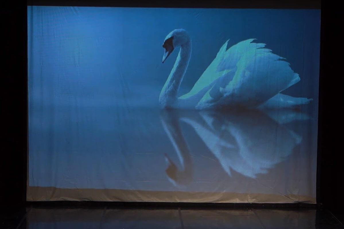 The Dying Swan - Eva Michaelides